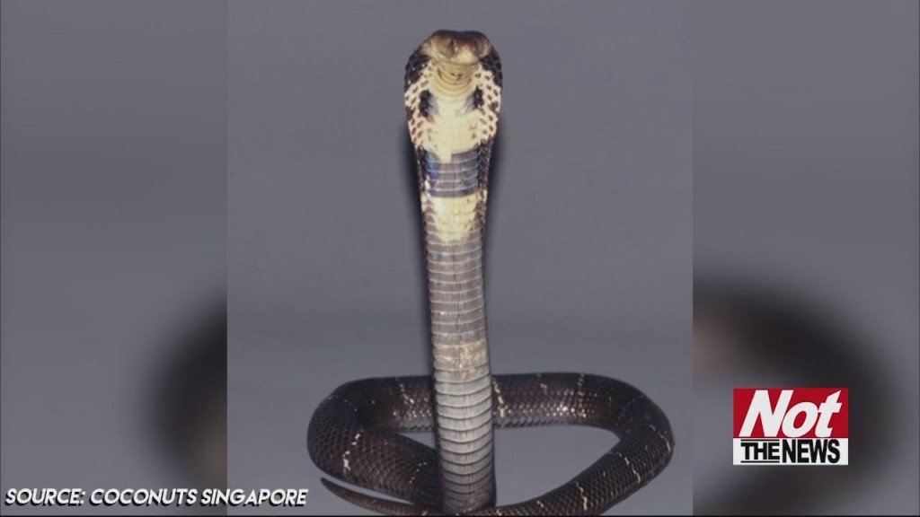 Snake