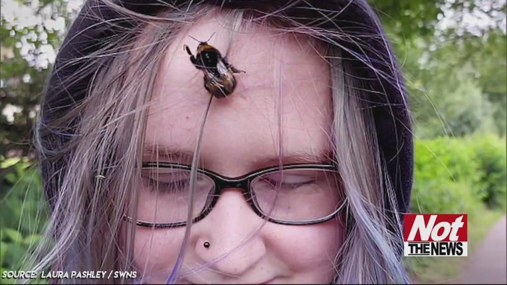 Bee