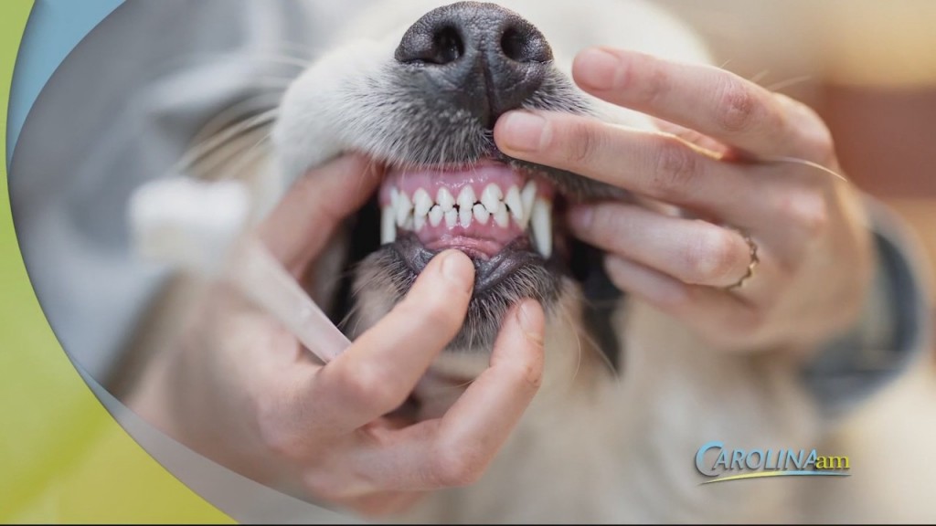 Cam 0806 Dog Sealants