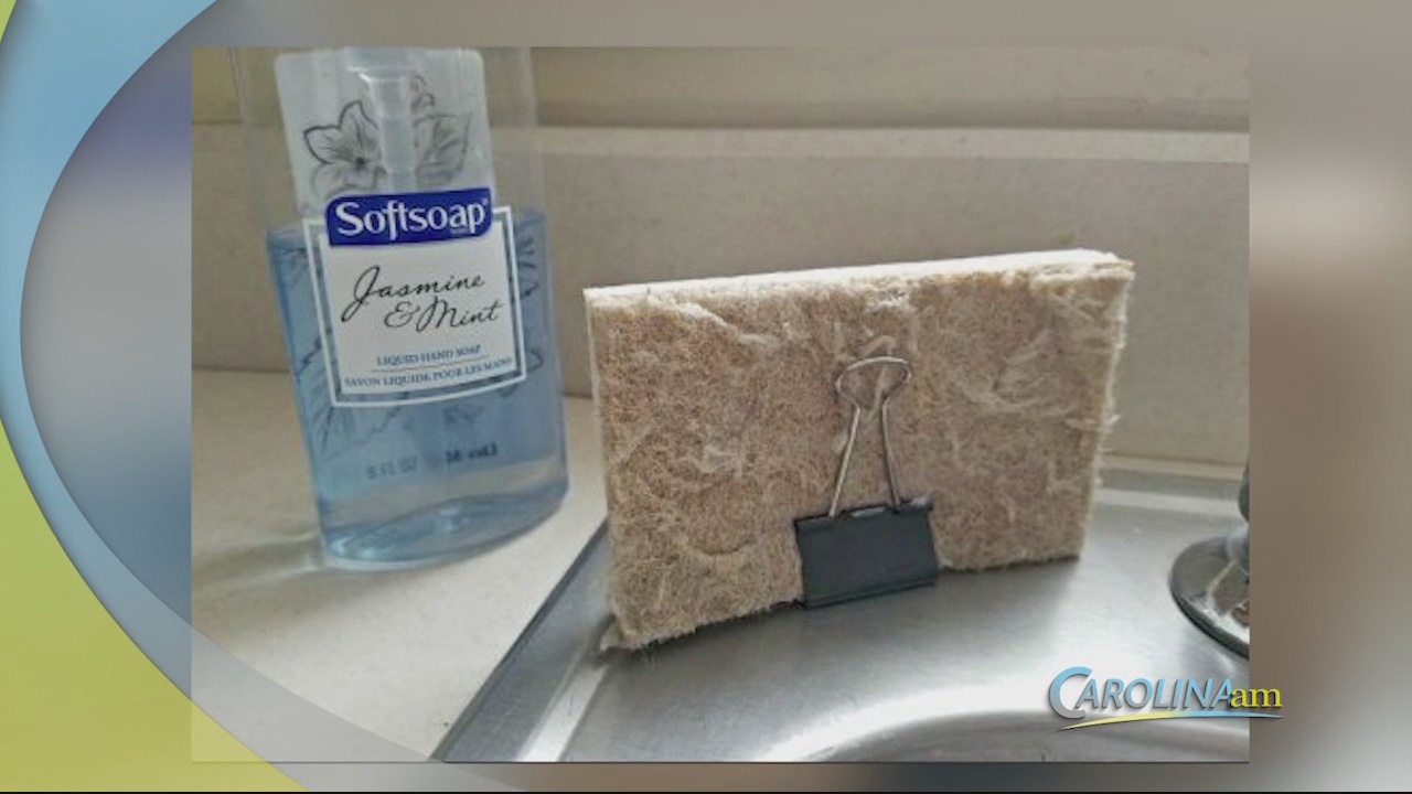 A Solution to Moldy Sponges! WFXB