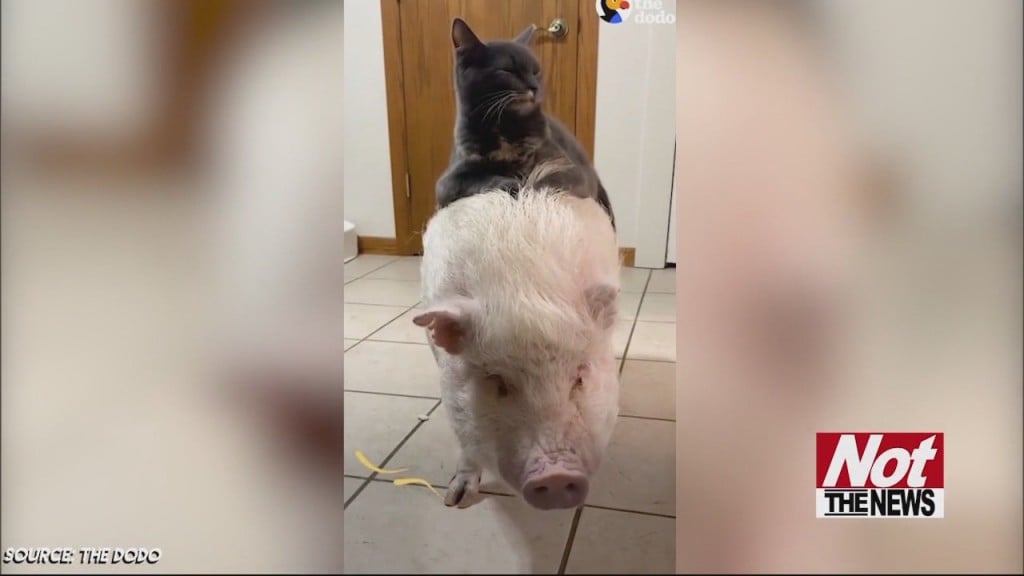 Cat And Pig