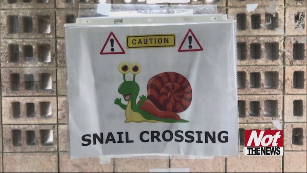 Snails
