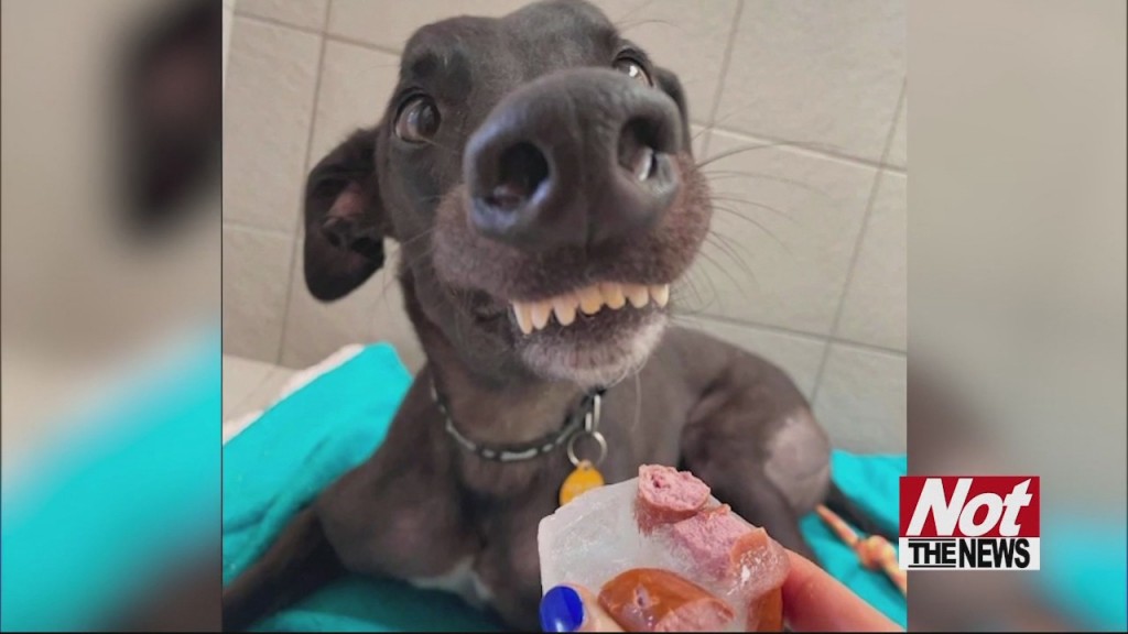 Goofy Dog