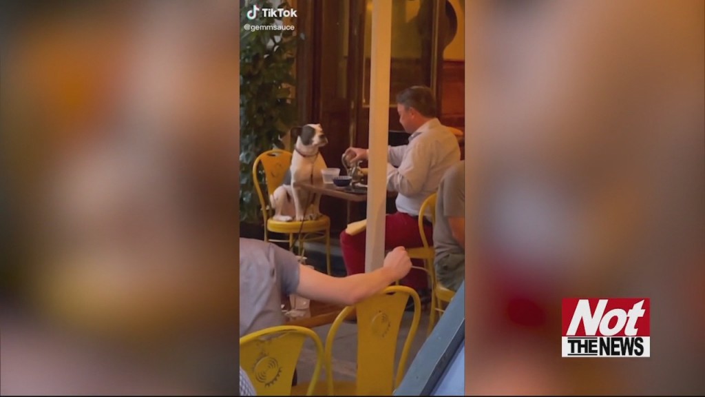 Dog Date