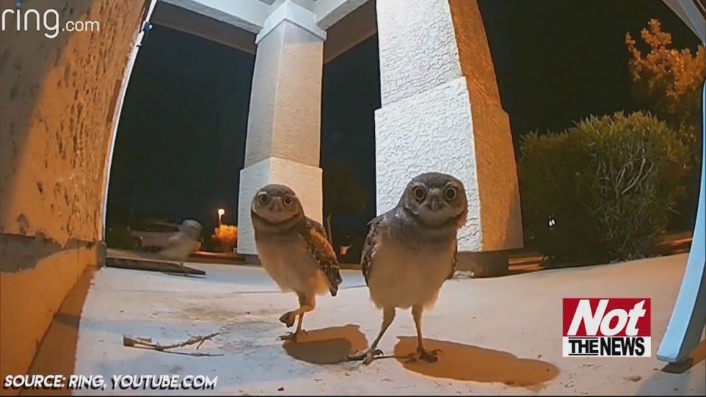 Owls
