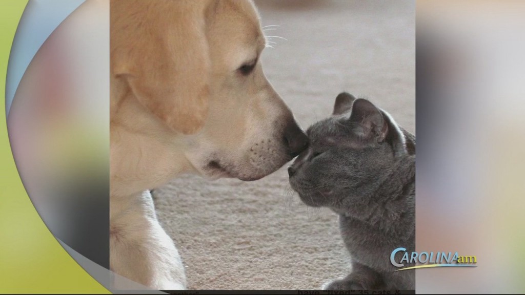 Cam 0804 Petsfoodbank