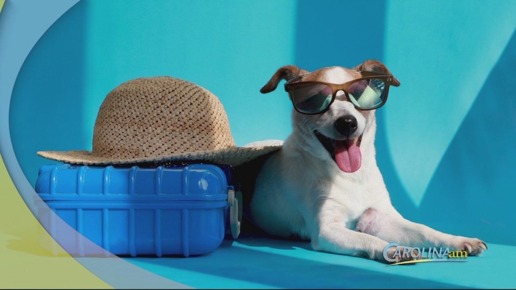 Pet Vaca