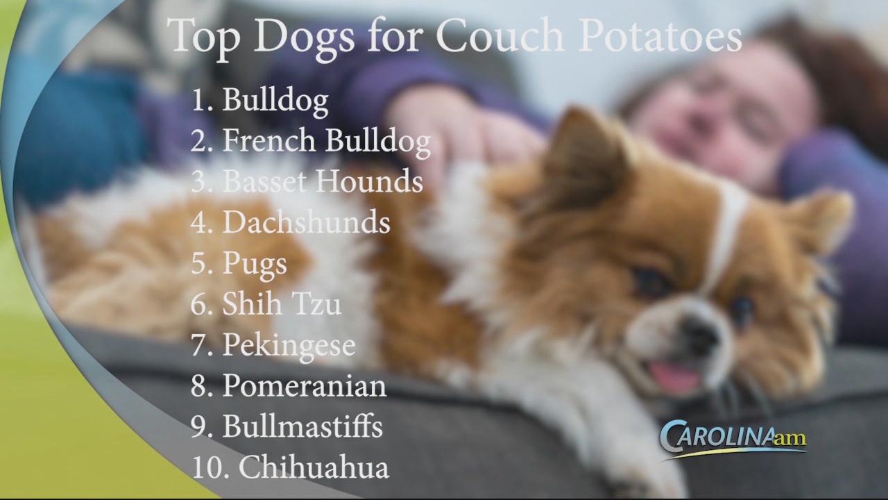 Top Dogs for Couch Potatoes WFXB