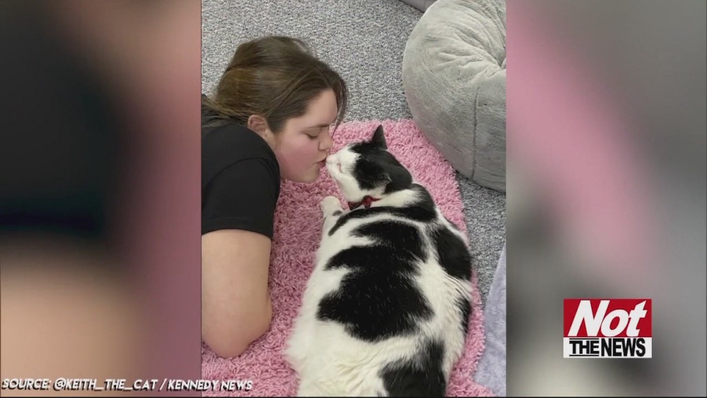 Fat Cat