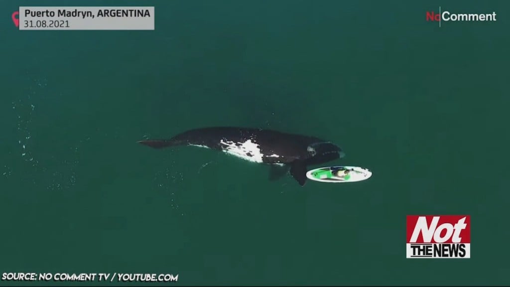 Whale