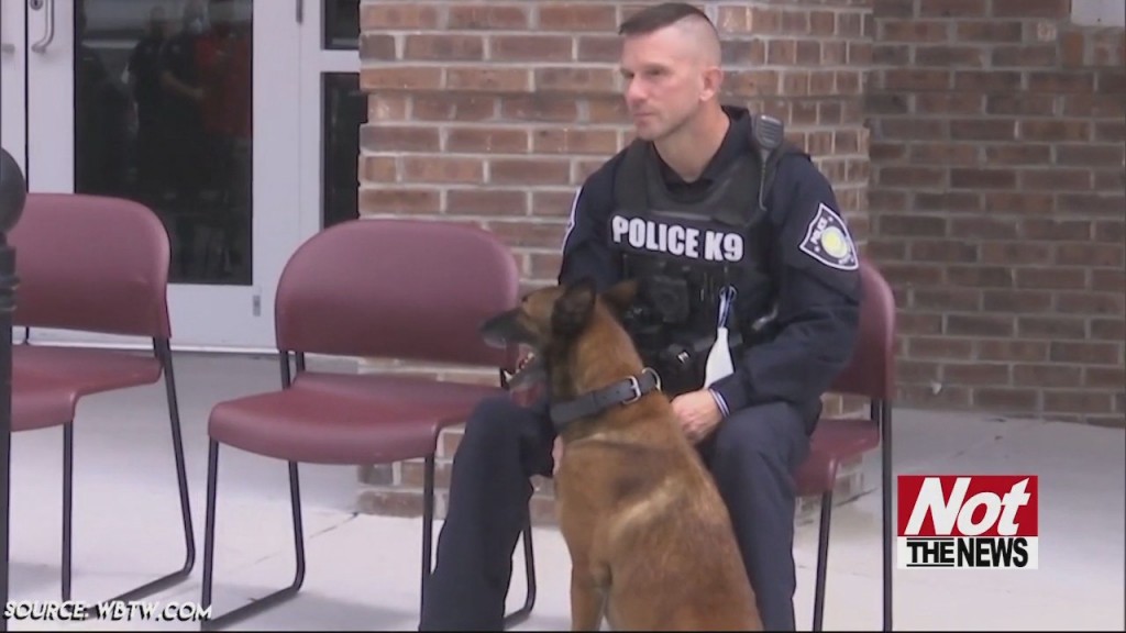 Mbpd Dog