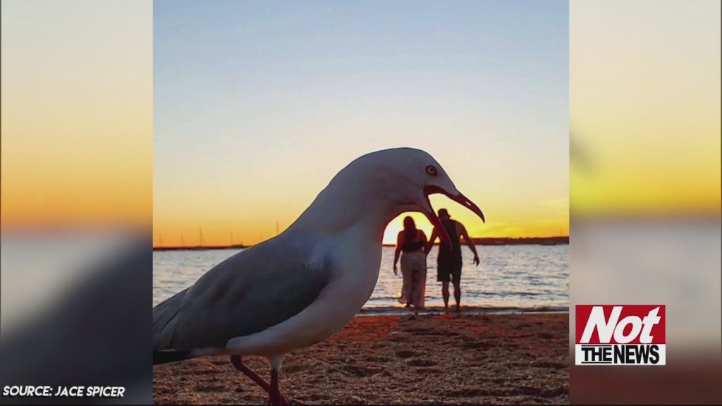 Seagulls