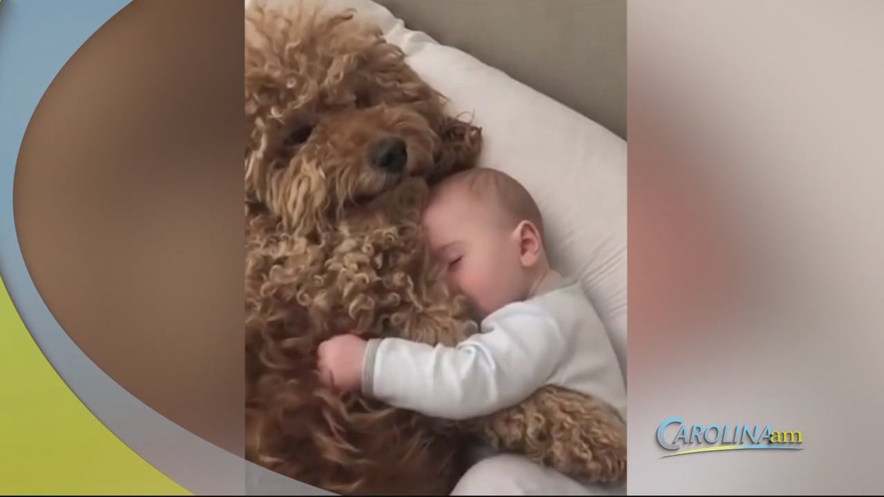 The Most Adorable Dog Videos Going Viral - WFXB
