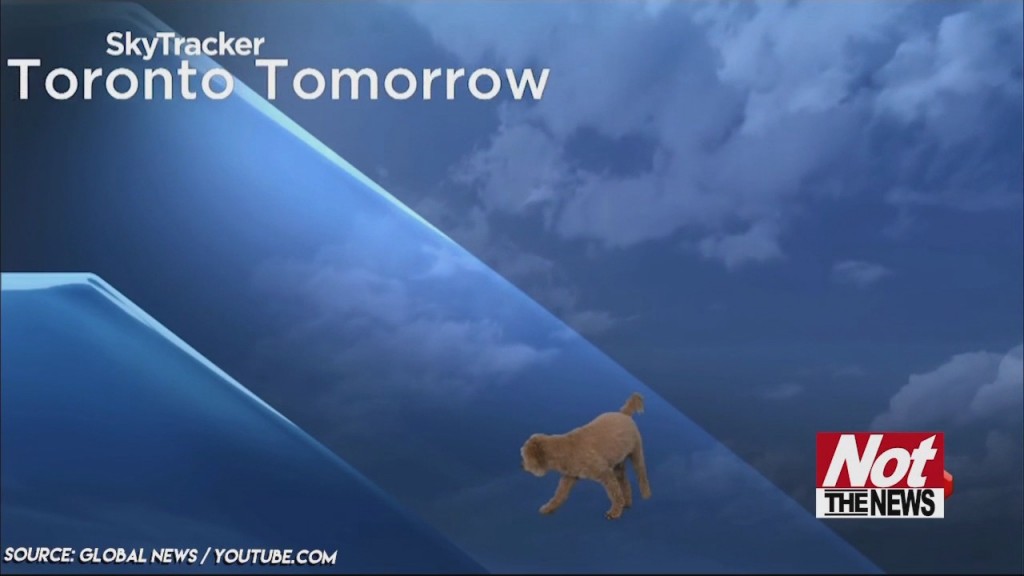 Weather Dog