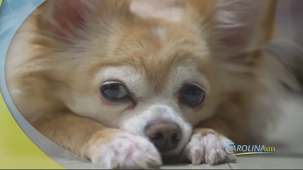 Cam 0920 Dog No