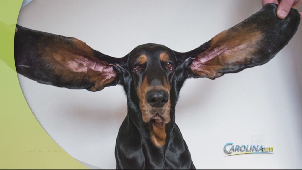 Cam 0928 Dog Ears