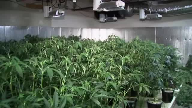 Ca: Record Bay Area Pot Bust, 70 Tons Siezed