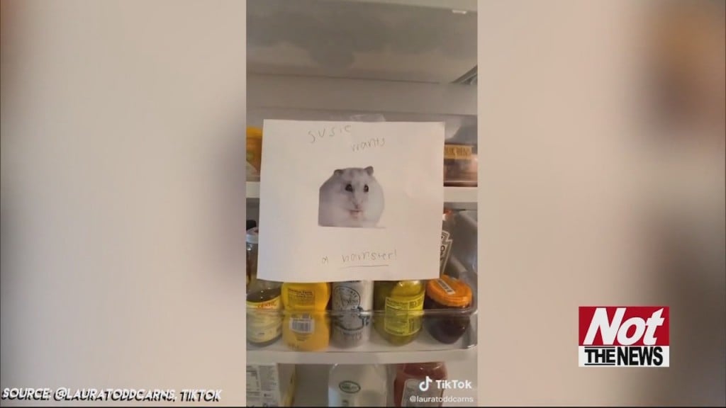 Hamster