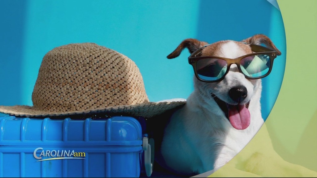 Flyng With Pets