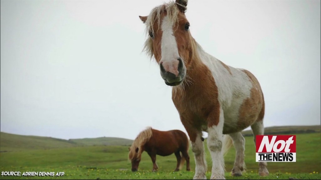 Shetland Ponies