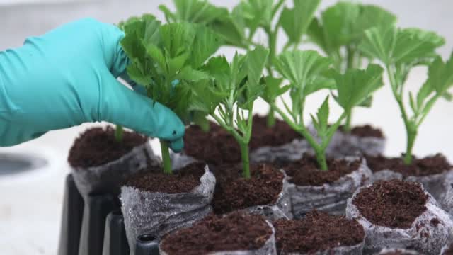 Colombia Works To Ramp Up Medical Marijuana Exports