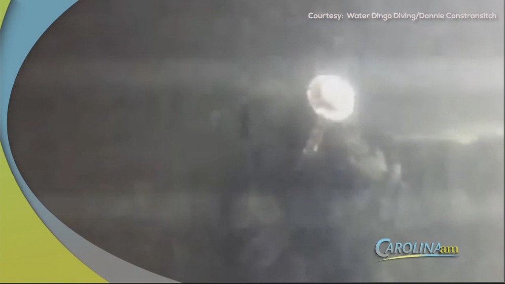 Cam 1006 Donnie