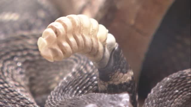 Ca: 92 Rattlesnakes Found Under House