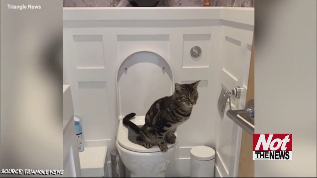 Potty Cat