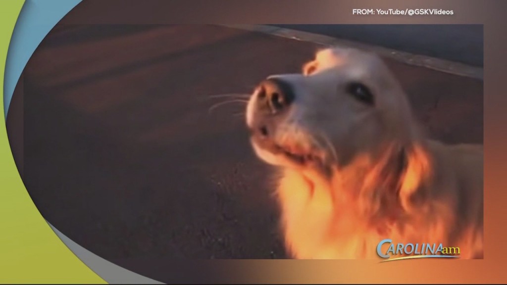 Cam 1008 Sirendog