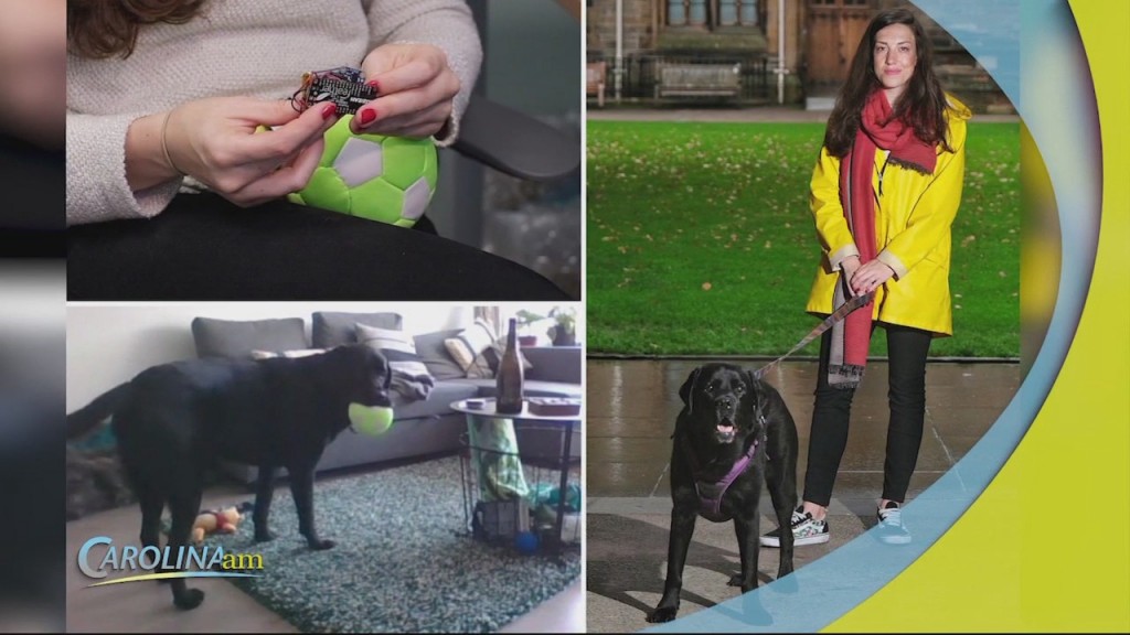 Dogphone