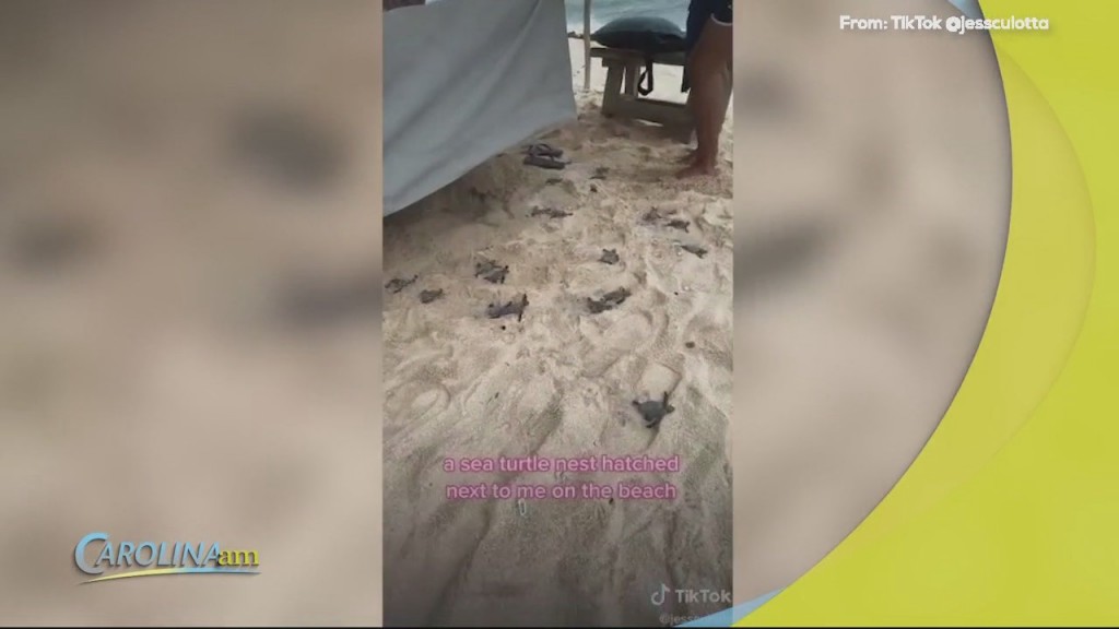 Sea Turtles
