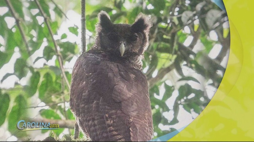 Owl