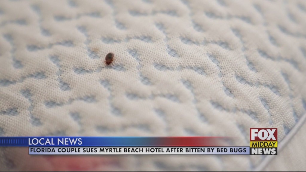 Bed Bugs