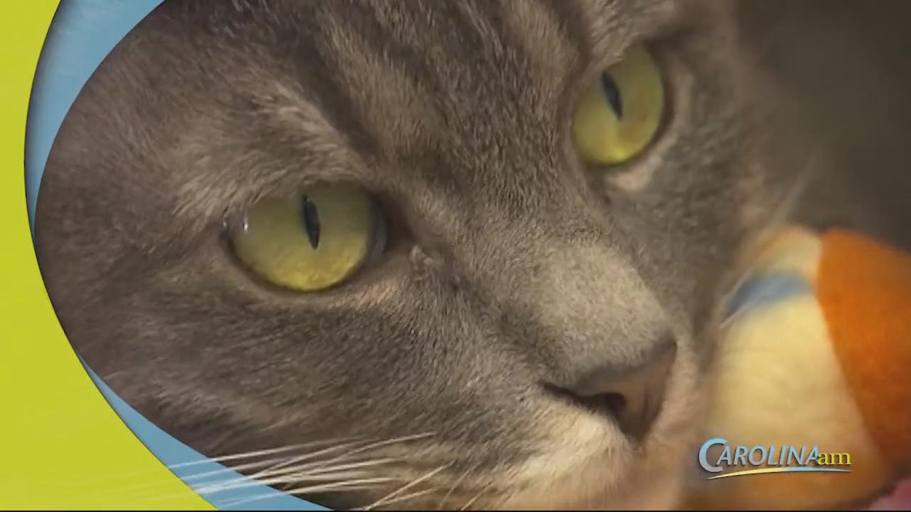 These Were the Most Popular Pet Names of 2021 WFXB