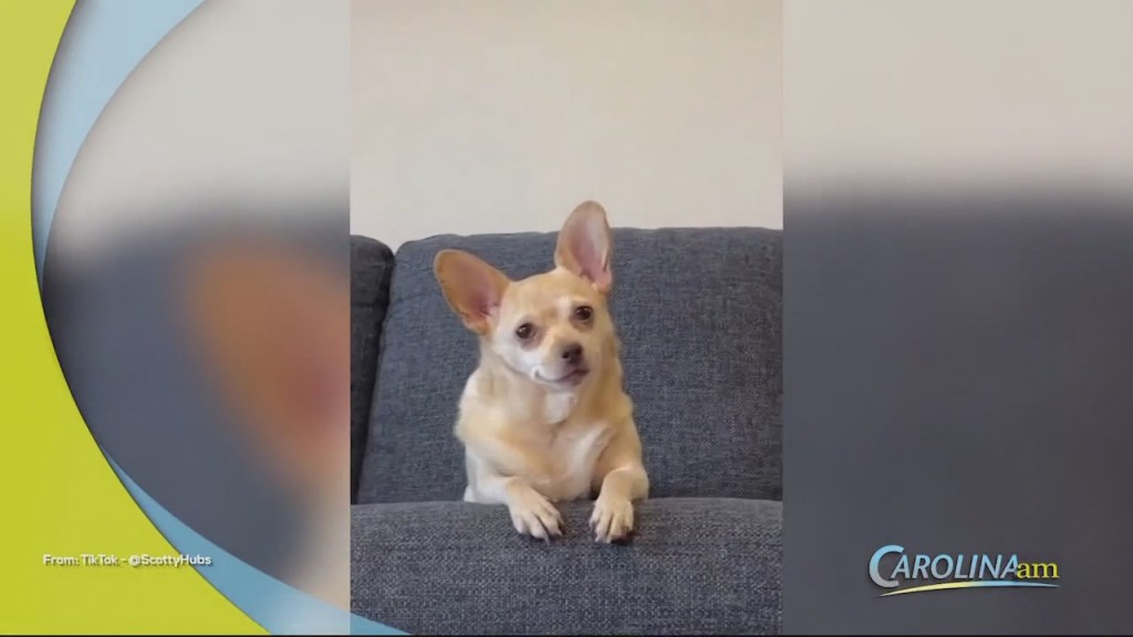 Chihuahua