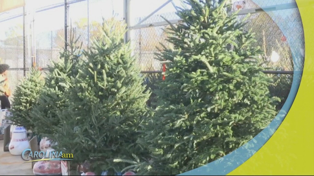 Tree Shortage