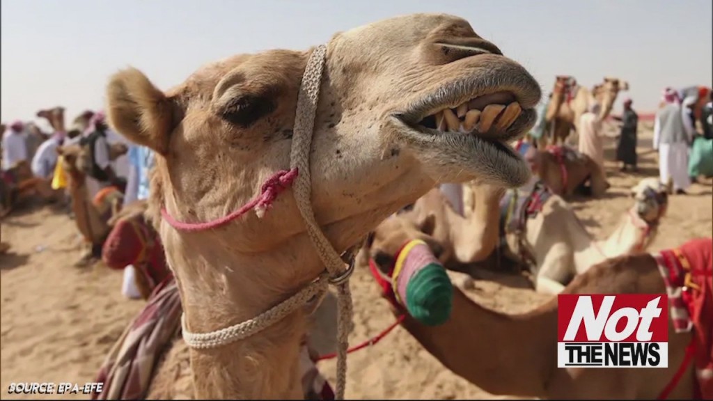 Camels