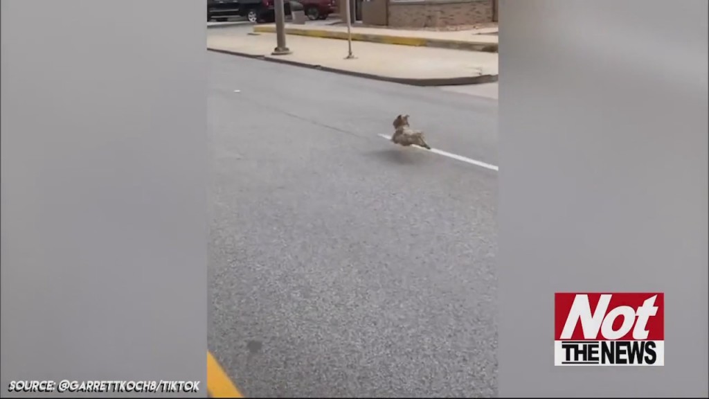 Dog On The Run