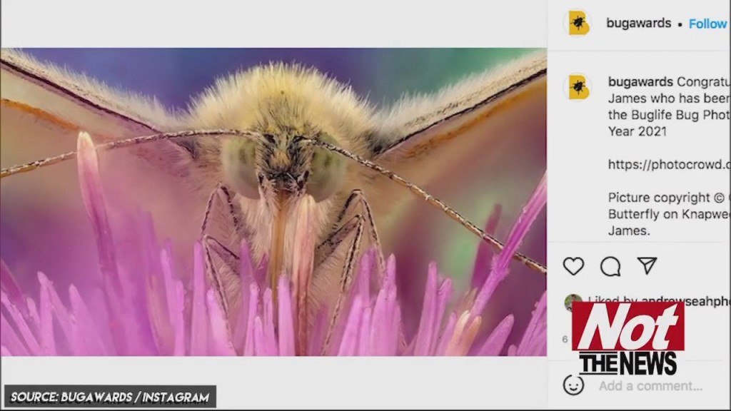 Bug Photo