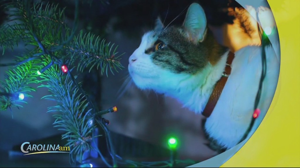 Cats And Trees