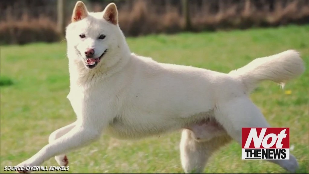 Dog Breeds