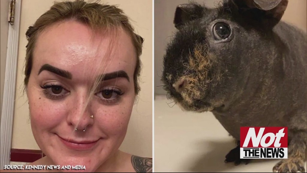 Guinea Pig
