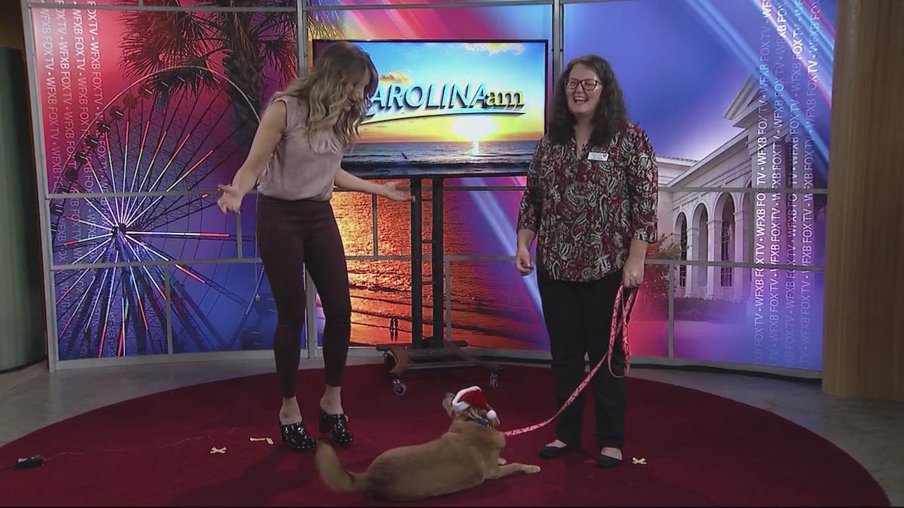 This Adorable Dog Steals the Show (and Our Hearts) WFXB