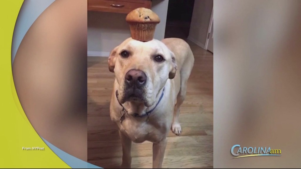 Trained Dog