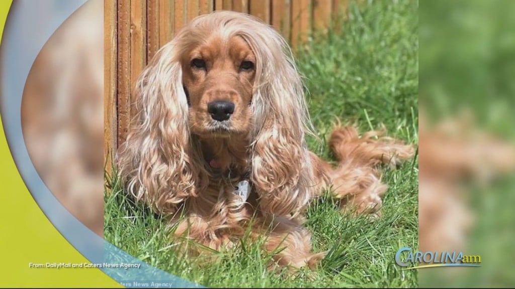Cam 0103 Dog