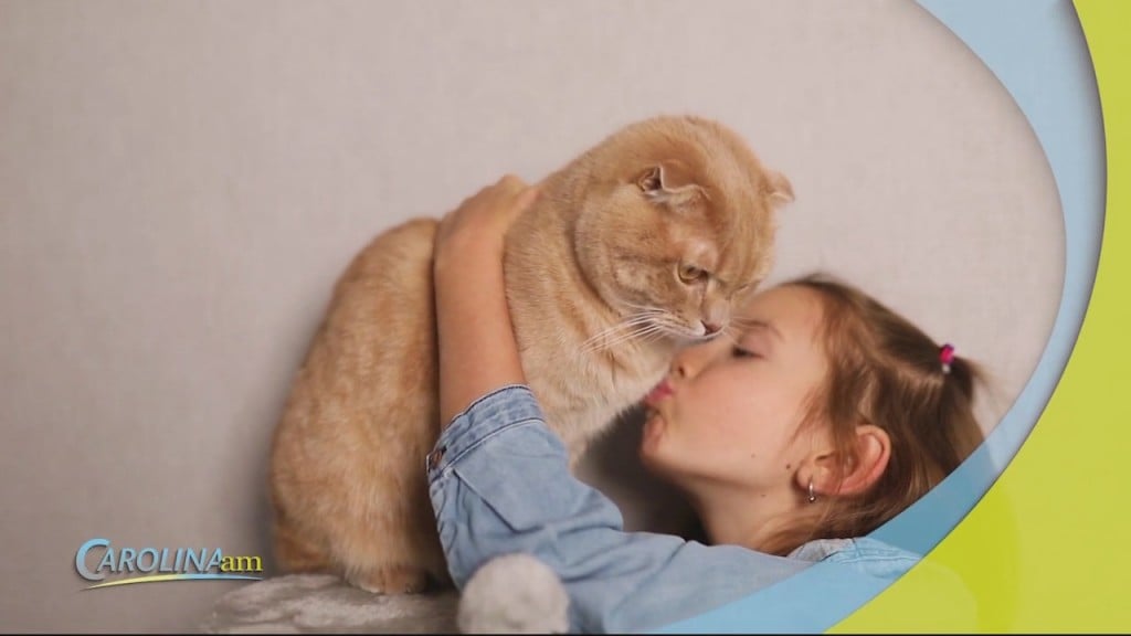 Cam 0128 Good Cat