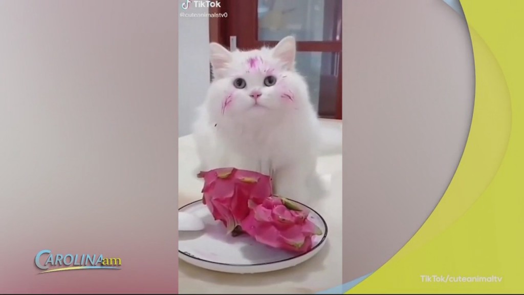 Cat Pink Face