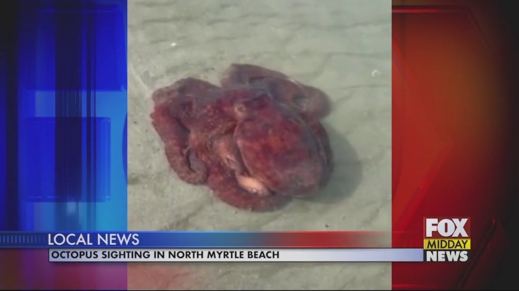 Octopus