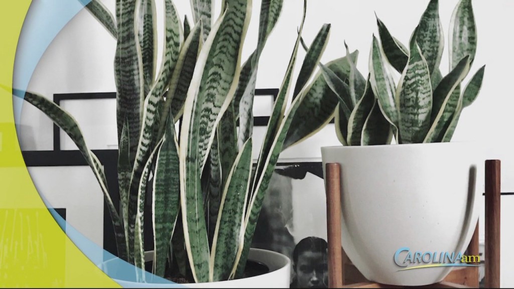 Snake Plants