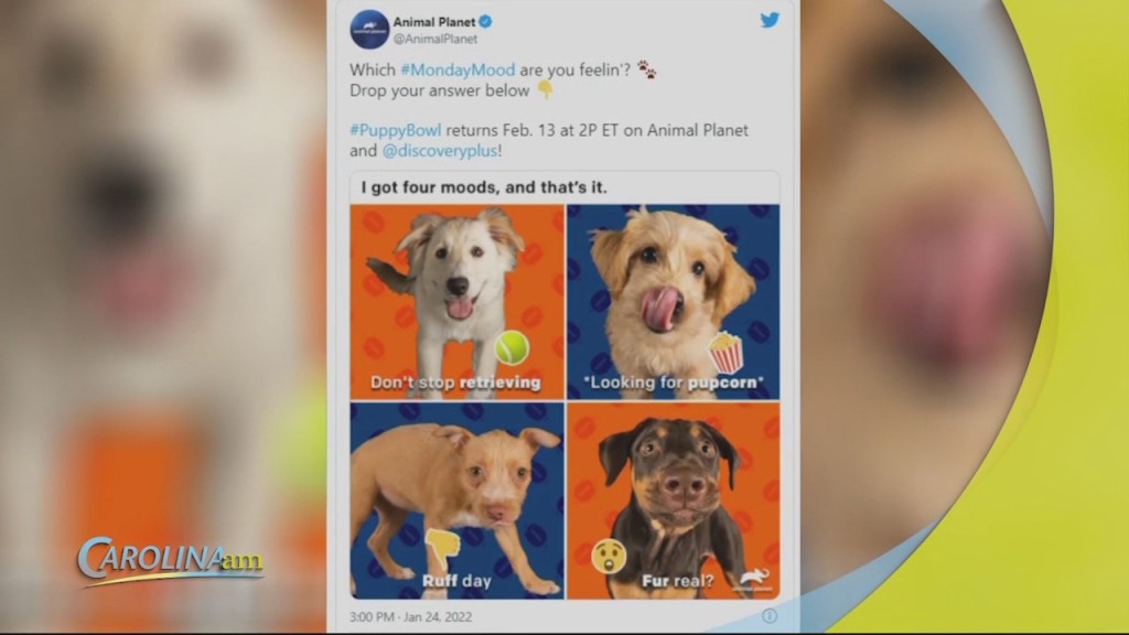 Cam 0201 Puppy Bowl